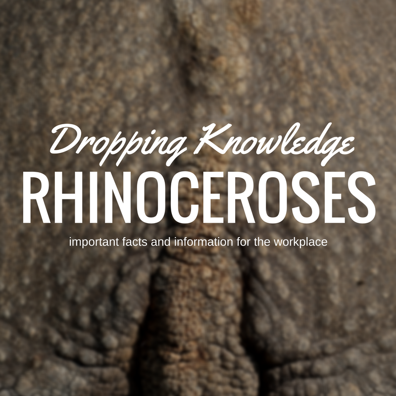 dropping-knowledge_rhinos